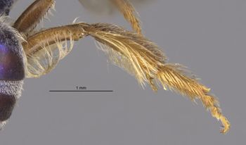 Media type: image;   Entomology 32617 Aspect: Leg hind
